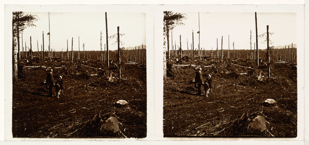 La forêt après un cyclone