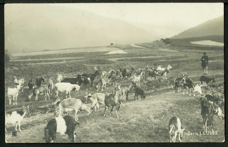 Gardien de chèvres
