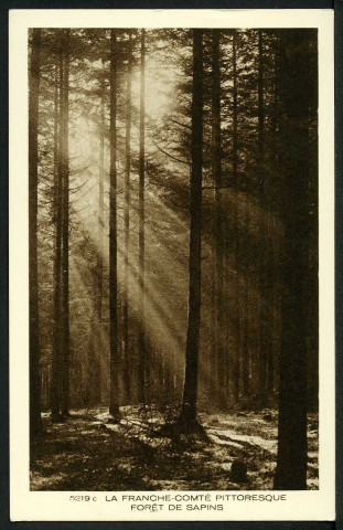 Forêt de sapins