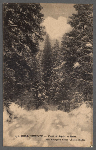 Forêt de sapins en hiver