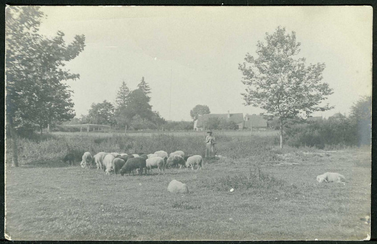 Bergère avec moutons
