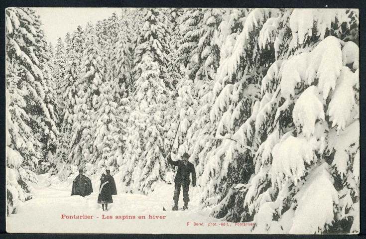 Dans les forêts de sapins en hiver