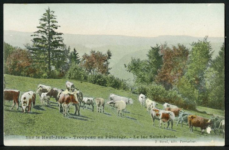 Troupeau au pâturage